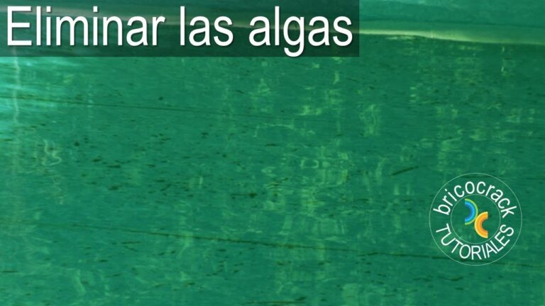 Efectivos tratamientos para eliminar algas en paredes