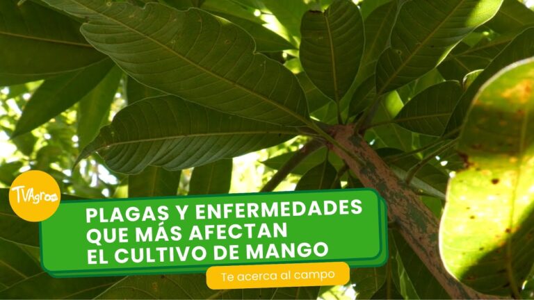 Identificaci&oacute;n de Patolog&iacute;as Causadas por Termitas