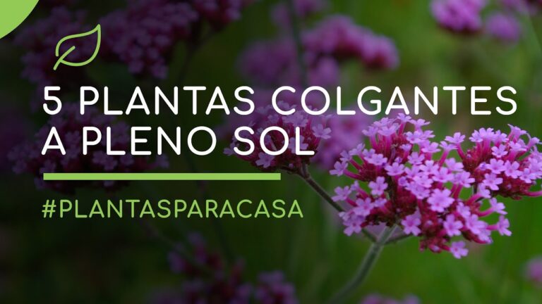 Plantas Colgantes de Bajo Mantenimiento para Balcones y Terrazas