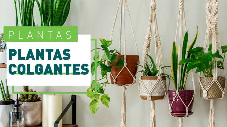 Plantas Colgantes Ideales para Balcones y Terrazas Peque&ntilde;as
