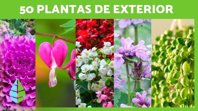 Maceteros &Uacute;nicos para Balcones y Terrazas con Estilo