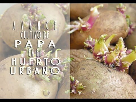 Maximiza el Cultivo en Balcones y Terrazas