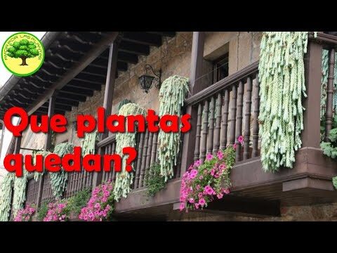 Transforma Balcones y Terrazas con Plantas Colgantes