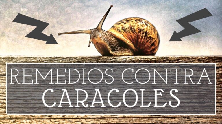 Riesgos de Salud por Insectos en Fachadas